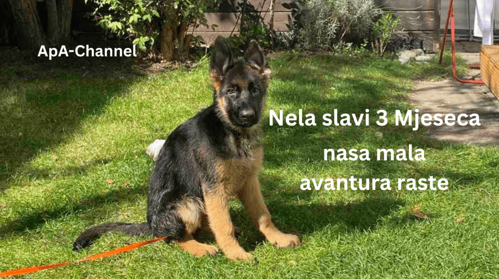 štene njemačkog ovčara Nela 3 mjeseca sjedi na travi