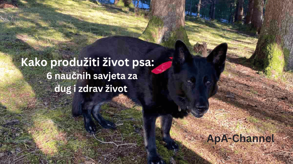 kako produžiti život psa crni njemački ovčar šetnja u prirodi