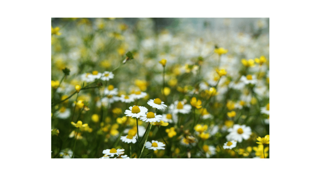 Polje cvjetova kamilice u punom cvatu, pod suncem