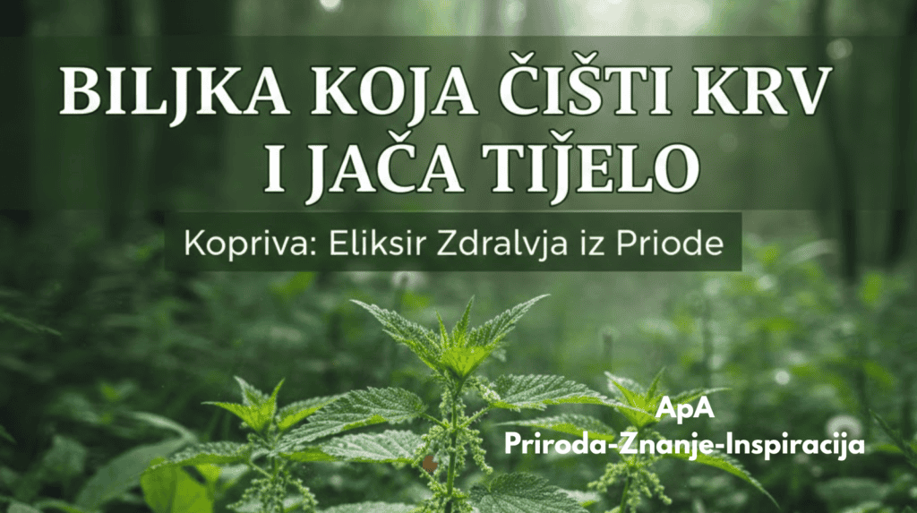 Svježa žara (kopriva / Urtica dioica) u košari – prirodna biljka koja čisti krv i jača tijelo