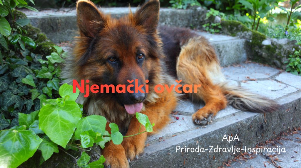 Njemački ovčar kao kućni ljubimac – inteligentan, vjeran i snažan pas