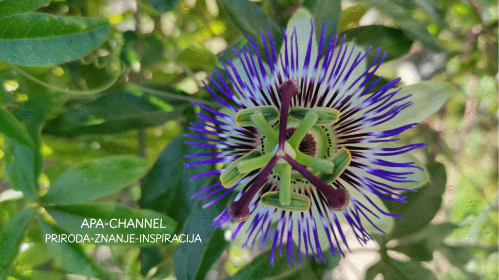 Pasiflora za anksioznost – makro fotografija cvijeta pasiflore sa tekstom o smirenju misli.