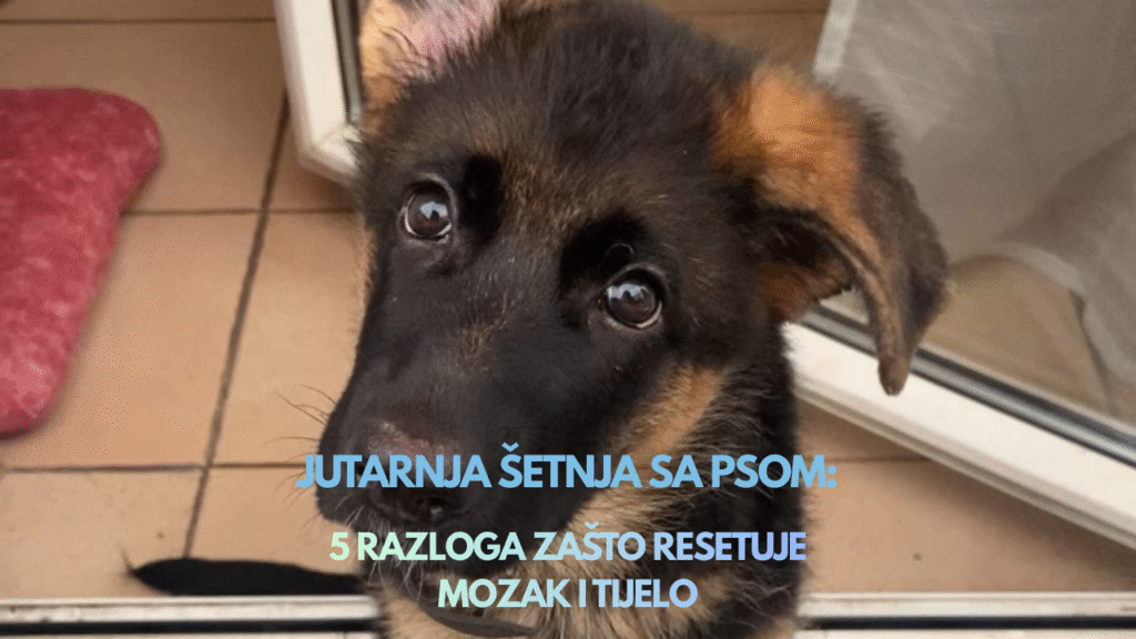 Nela – jutarnja šetnja psa koja donosi fokus, smirenje i reset za početak dana