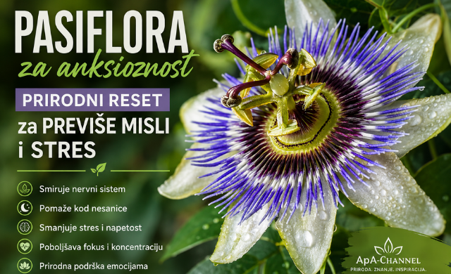 Pasiflora za anksioznost – cvijet pasiflore koji se koristi kao prirodna podrška kod stresa, nervoze i problema sa spavanjem