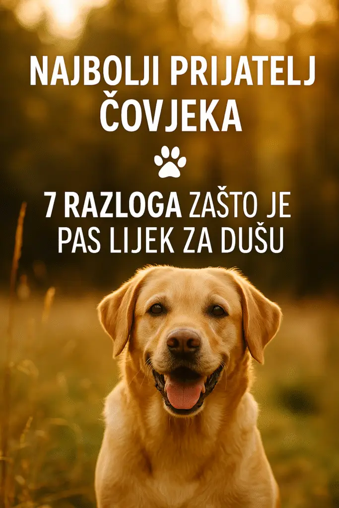 Najbolji prijatelj čovjeka – pas u zlatnom svjetlu prirode, simbol odanosti, sreće i ljubavi prema ljudima.