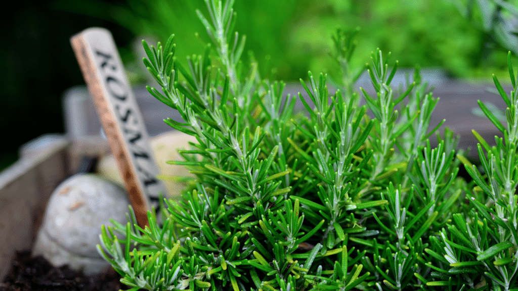 Ružmarin ljekovita svojstva – mediteranska biljka za pamćenje i zdravlje