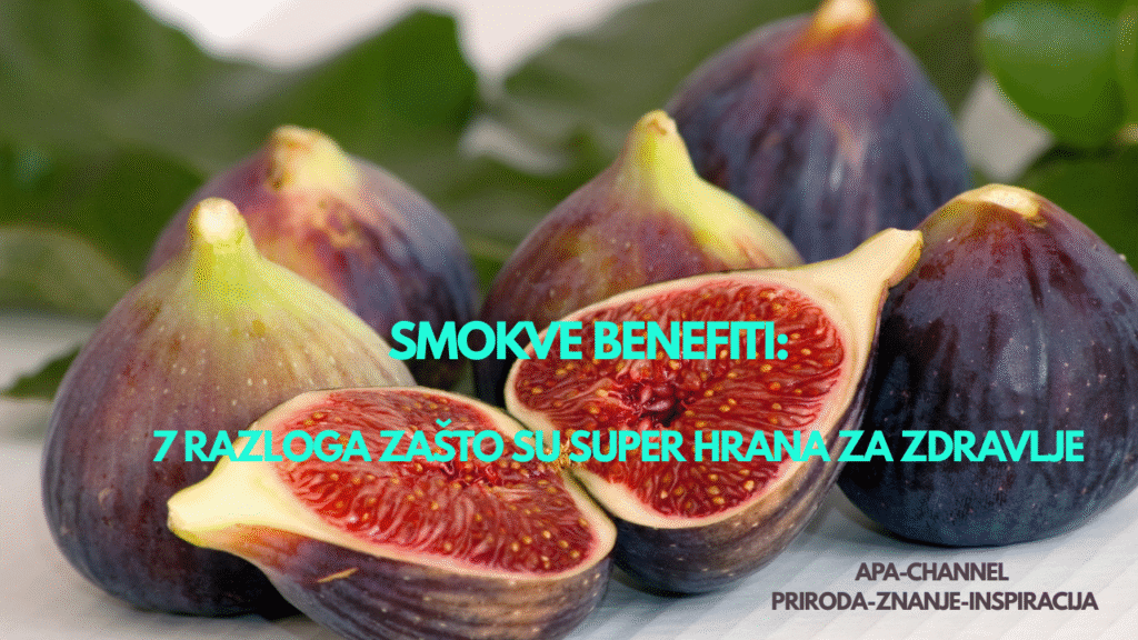 smokve benefiti – prirodna super hrana za zdravlje