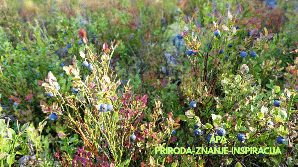 „Divlja šumska borovnica na planinskom terenu – grmovi puni zrelih plavih bobica u prirodnom okruženju.“