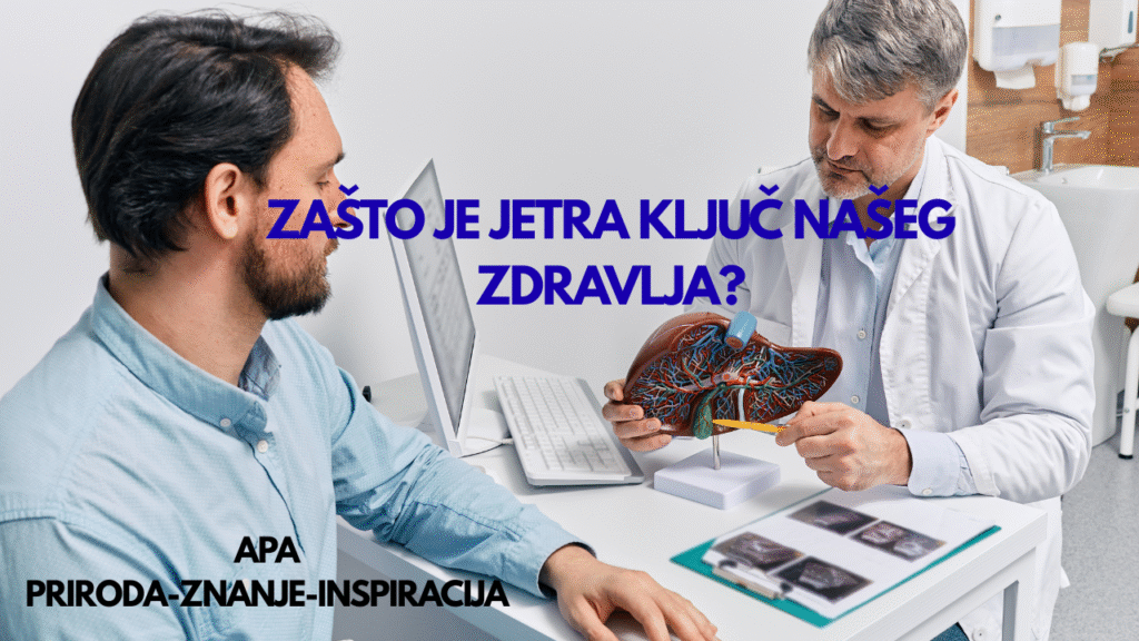 Ljekar objašnjava pacijentu važnost zdravlja jetre pomoću anatomskog modela.