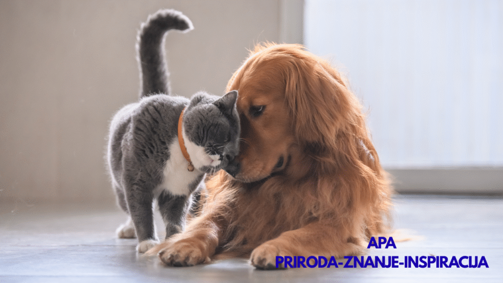 Pas i mačka pokazuju privrženost – ljubimci i mentalno zdravlje, terapijski efekat životinja
