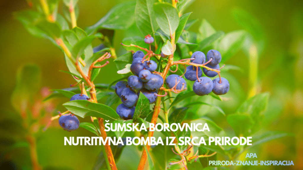 „Šumske borovnice na granama u prirodnom okruženju – svježe plave bobice bogate antioksidansima.“