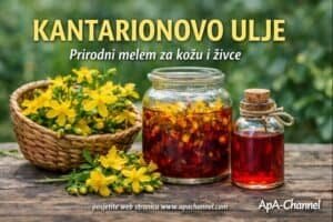 kantarionovo ulje – domaća priprema od cvjetova gospine trave (ApA Channel)