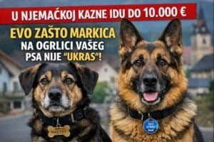 porez na pse Njemačka markica na ogrlici psa i razlika u pasminama