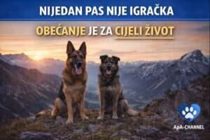 APA test spremnosti za psa – njemački ovčar i avlijaner u planini