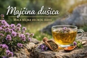 Majčina dušica čaj – mala biljka velikog daha i prirodni štit za disajne puteve | ApA analiza
