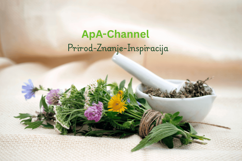 kalendar sakupljanja ljekovitog bilja – tradicionalno branje i priprema biljaka
