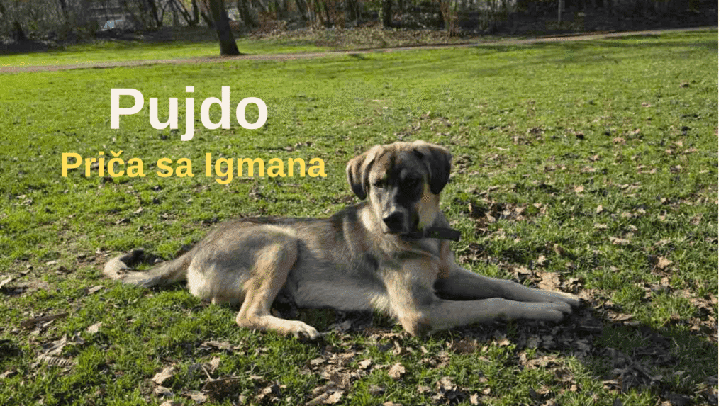 pujdo pas sa igmana oporavak spašeni pas leži na travi