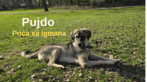 pujdo pas sa igmana oporavak spašeni pas leži na travi