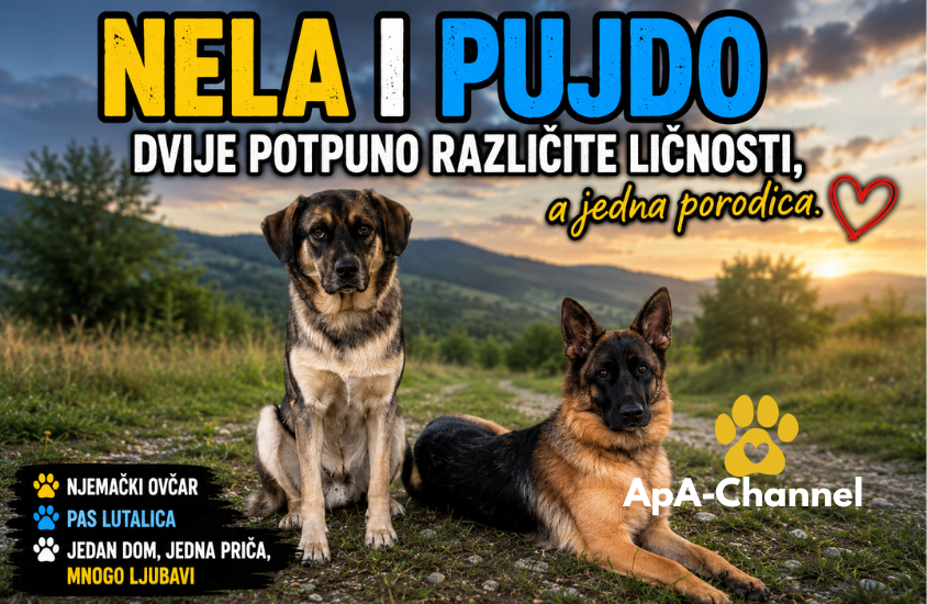Nela i Pujdo zajedno u prirodi – njemački ovčar i pas lutalica koji su postali nerazdvojna porodica