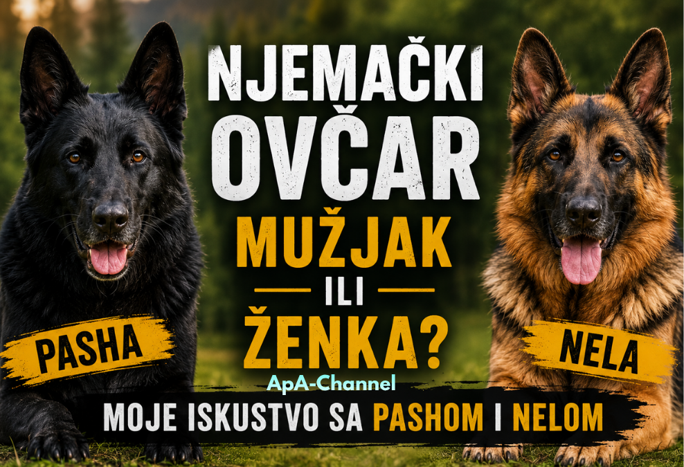 Njemački ovčar mužjak ili ženka – Pasha i Nela kroz lično iskustvo vlasnika