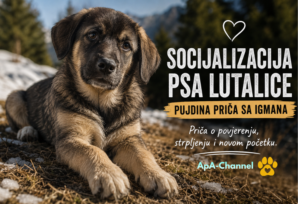 Socijalizacija psa lutalice Pujdo sa Igmana kao štene u prirodi