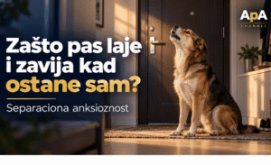 Separaciona anksioznost kod pasa – pas zavija pored zatvorenih vrata, uz naslov i ApA Channel logo